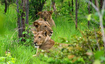 Lions during the wet season. Photo by Jean‐Baptiste Deffontaines